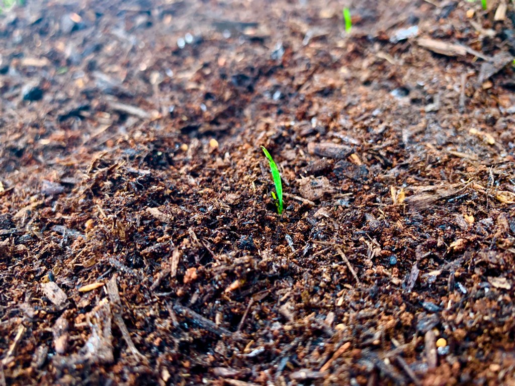 Unbelief as Mistrust